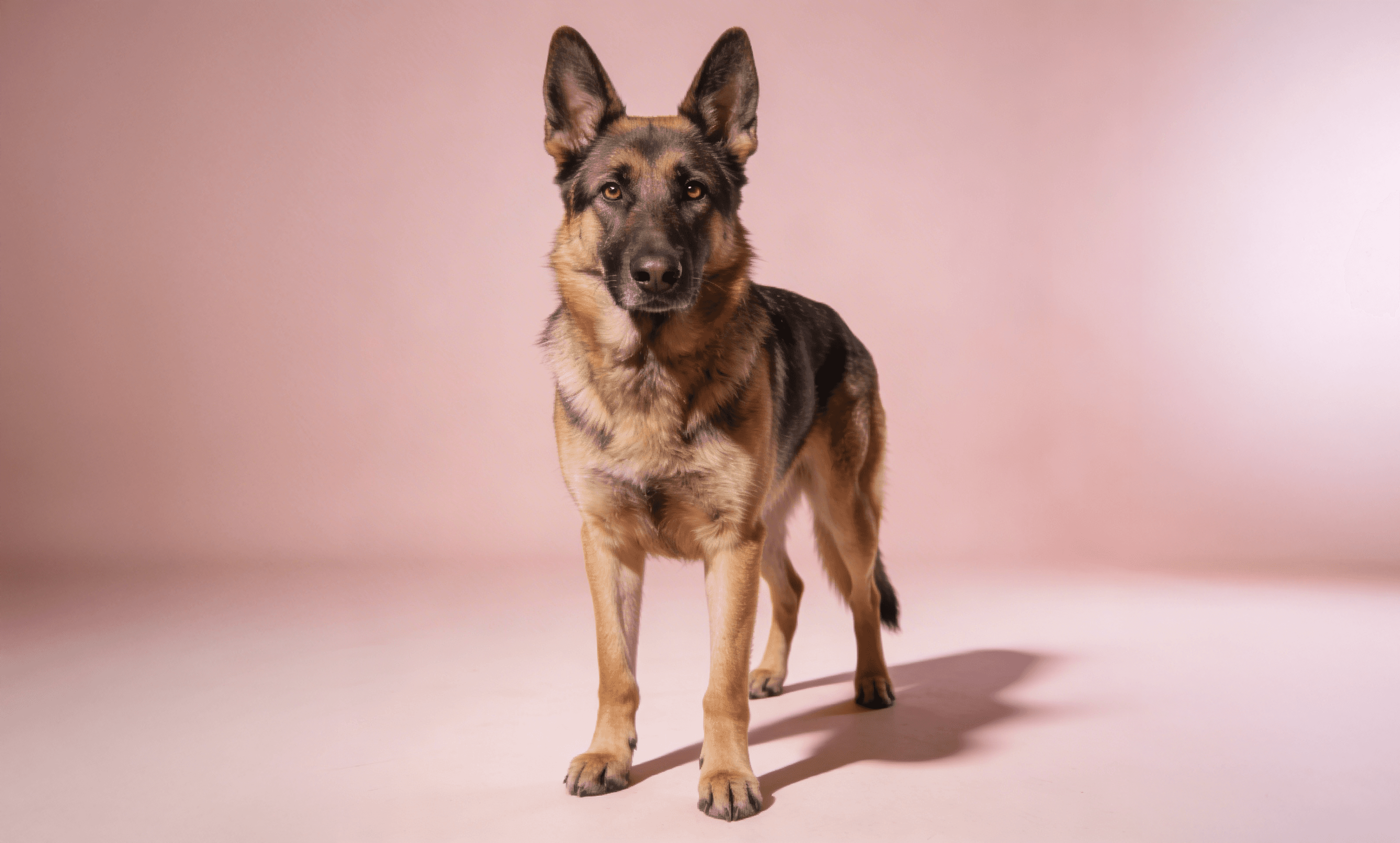 Pet Health platform interface